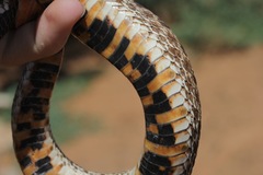 Heterodon nasicus