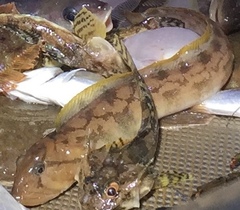 Ocean Pout photo 5