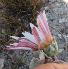Arctotis verbascifolia