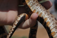 Heterodon nasicus