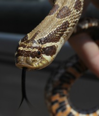 Heterodon nasicus