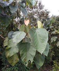 Macaranga denticulata