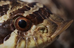 Heterodon nasicus