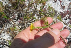 Cullumia reticulata