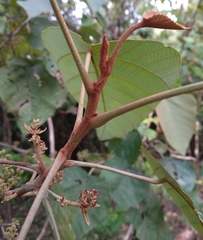 Macaranga denticulata