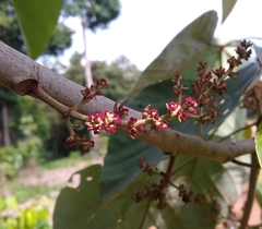 Macaranga denticulata