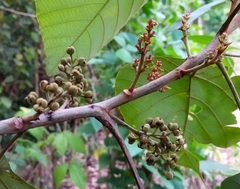 Macaranga denticulata