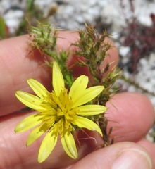 Cullumia reticulata
