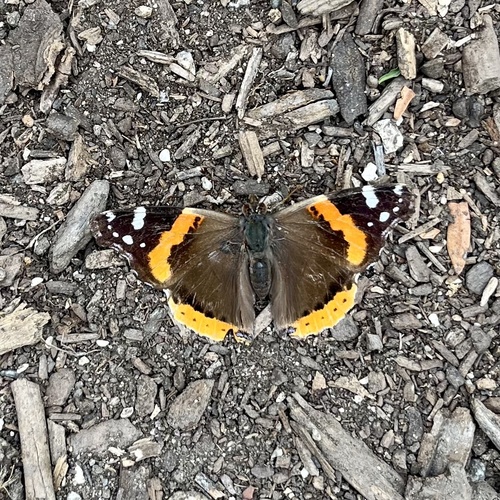 iNaturalist observation photo of Red Admiral
