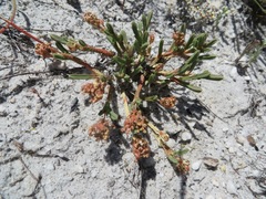 Psammotropha anguina