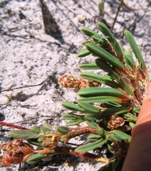 Psammotropha anguina