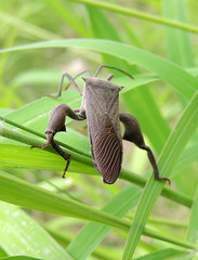 Anoplocnemis curvipes