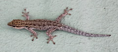 Lygodactylus chobiensis