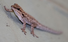 Lygodactylus chobiensis