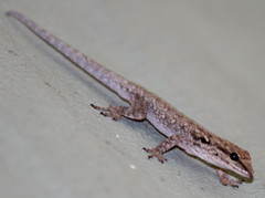Lygodactylus chobiensis