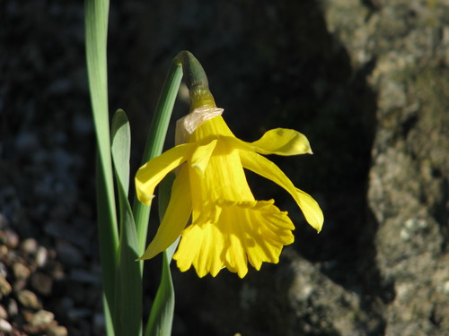 Spanish Daffodil Narcissus Hispanicus · Inaturalist