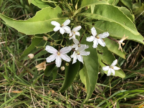 Scaevola chamissoniana