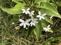 Scaevola chamissoniana