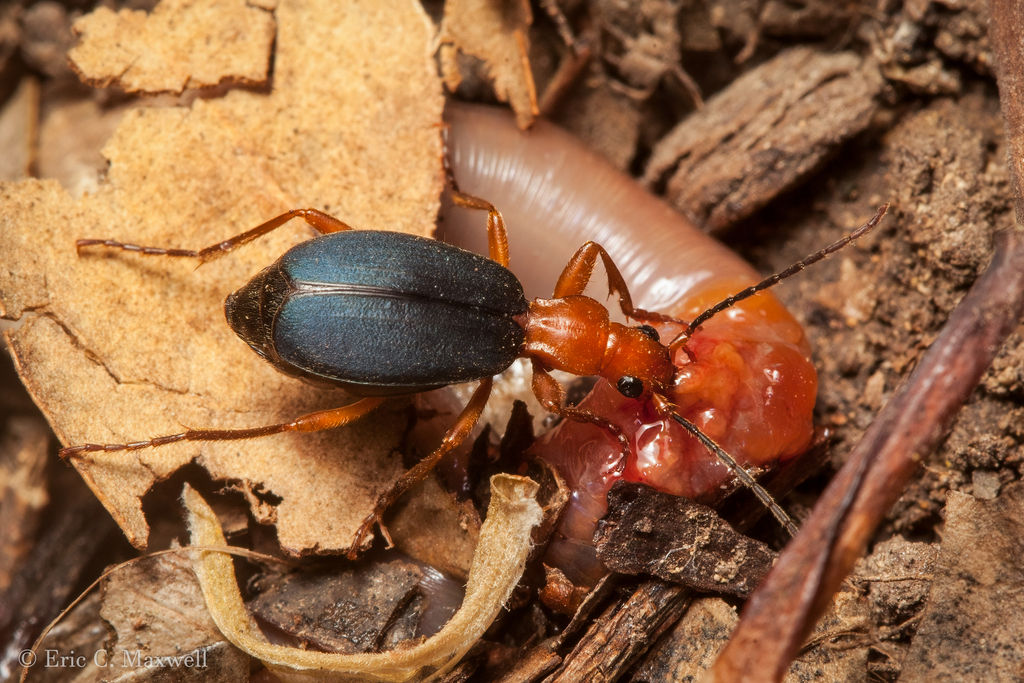 Brachinus phaeocerus