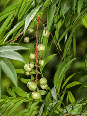 Lepisanthes alata