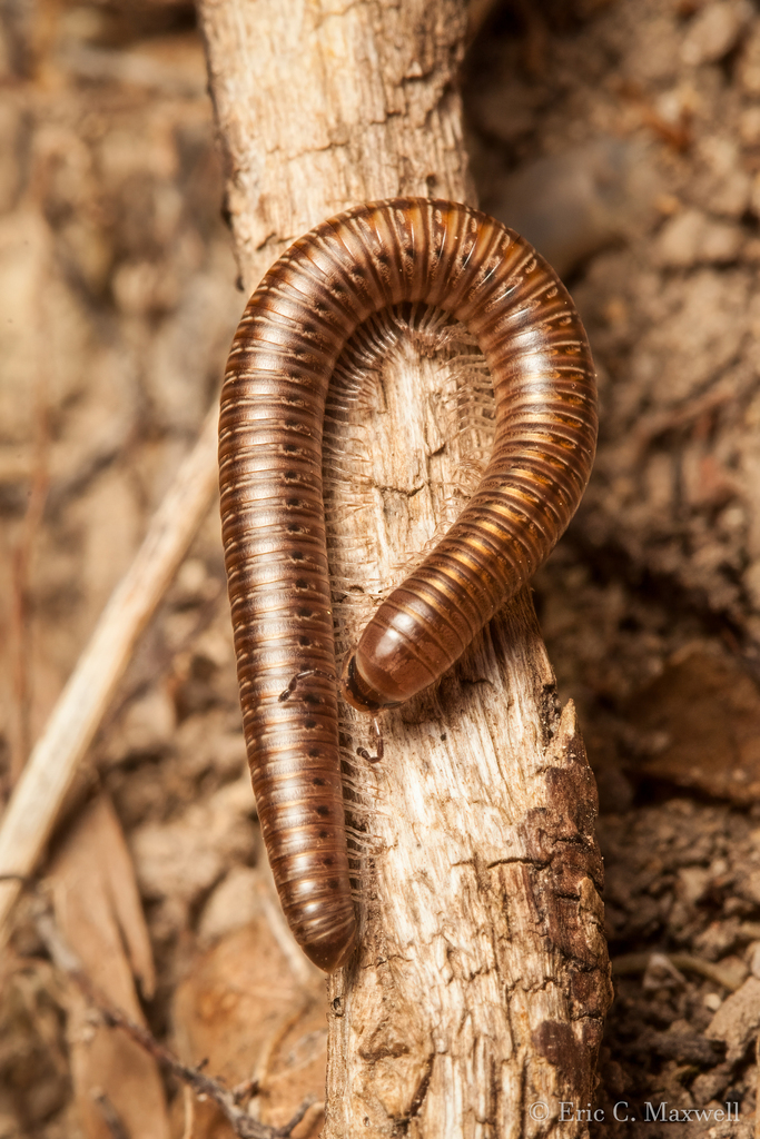 Parajulid Millipedes