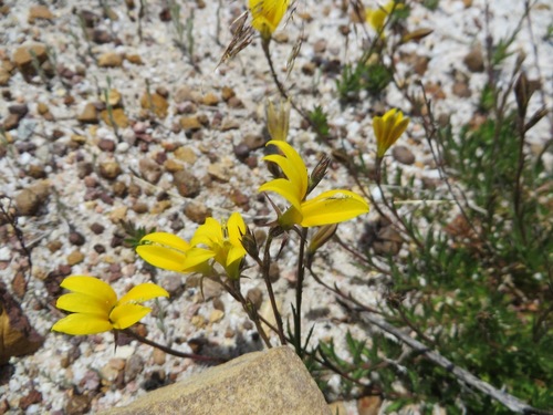 Image of Monopsis flava by (c) linkie, some rights reserved (CC BY)