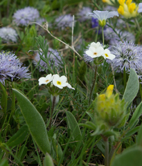 Androsace chamaejasme