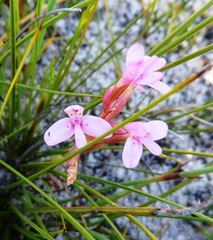 Disa vaginata