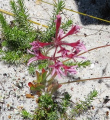 Pelargonium pilosellifolium