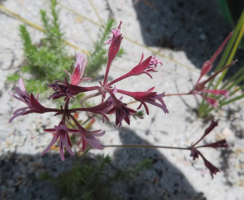 Image of Pelargonium pilosellifolium by (c) linkie, some rights reserved (CC BY)