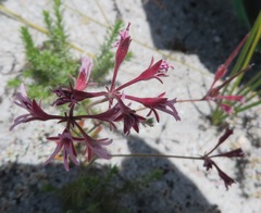 Pelargonium pilosellifolium