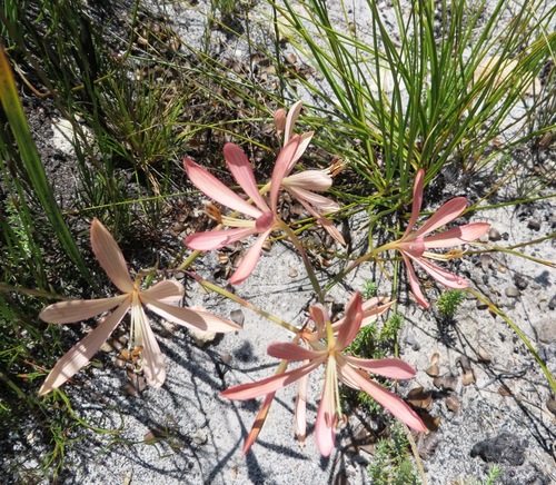 Geissorhiza exscapa