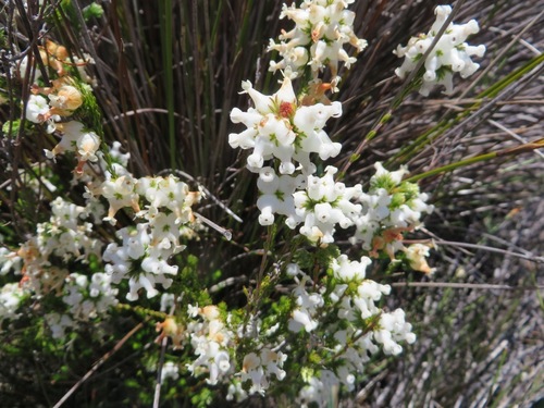 Toothed Heath (Erica denticulata)
