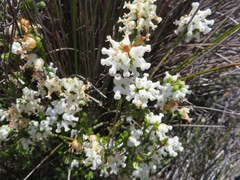 Toothed Heath (Erica denticulata)