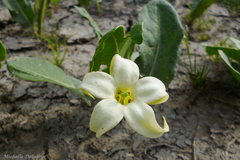 Jaborosa integrifolia