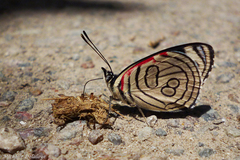 Diaethria candrena