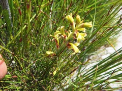 Tritoniopsis parviflora parviflora