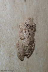 Scinax acuminatus