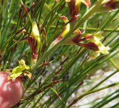 Tritoniopsis parviflora parviflora