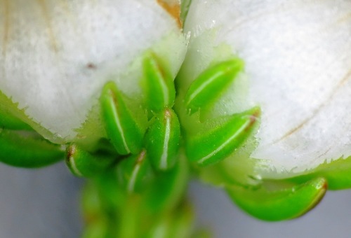 Image of Tooth Heath (Erica denticulata) by (c) linkie, some rights reserved (CC BY)