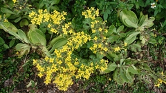 Kalanchoe integra