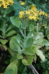 Kalanchoe integra