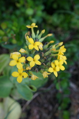 Kalanchoe integra