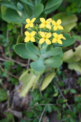 Kalanchoe integra