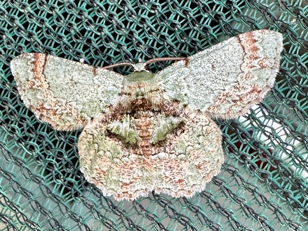 Hypodoxa multicolor