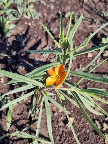 Phemeranthus aurantiacus