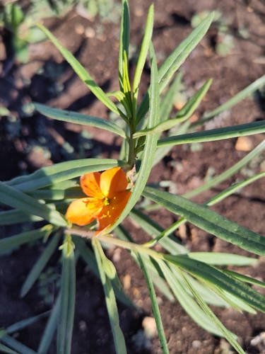 Phemeranthus aurantiacus