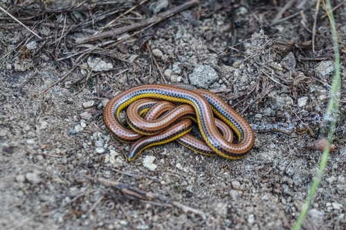 Photo of a Three-colored Blind Snake (Epictia tricolor)