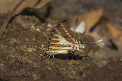 Graphium nomius