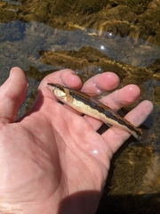 Longhead Darter photo 3